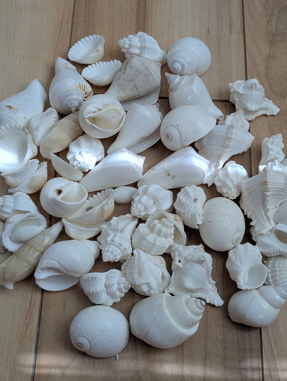 SEASHELLS Crafting Supplies